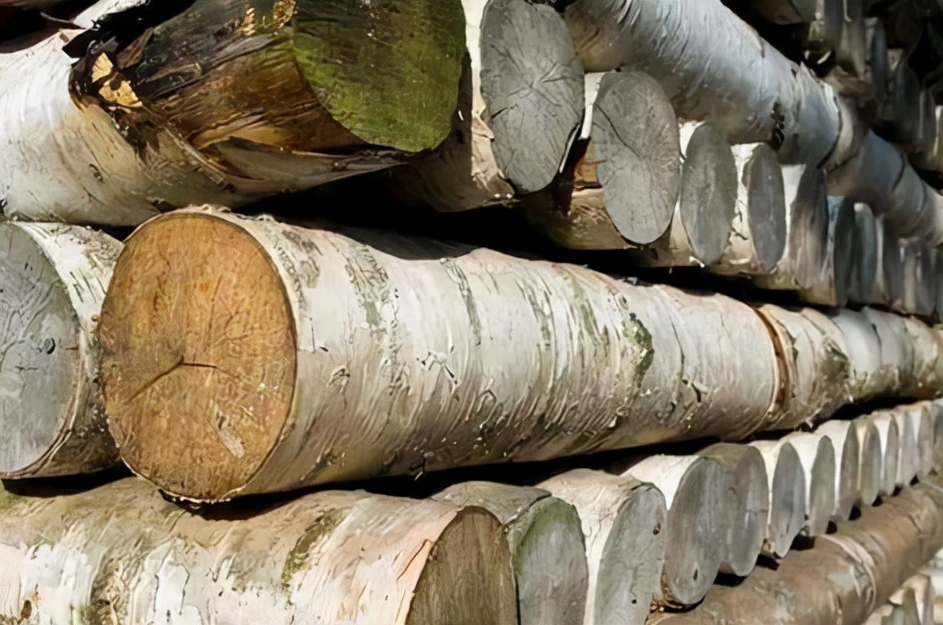 铁桦树木刀削铁如泥,铁桦树刀剑