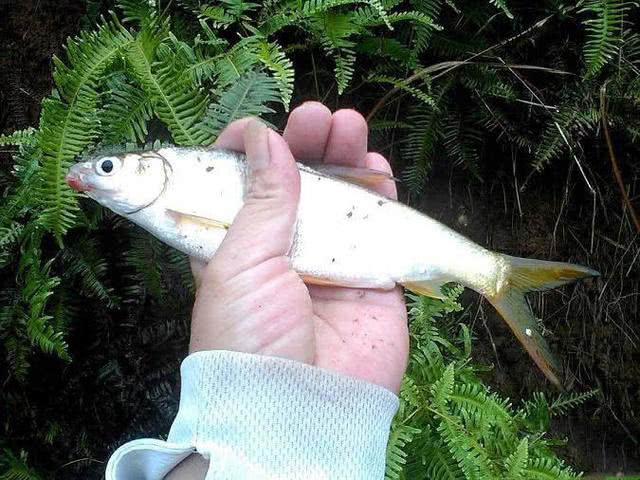 胖头鱼有什么钓法和技巧,小嘴鱼红尾黄的最佳钓法