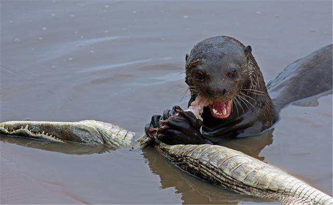 平头哥被雄狮咬死,平头哥挑战老虎被咬死