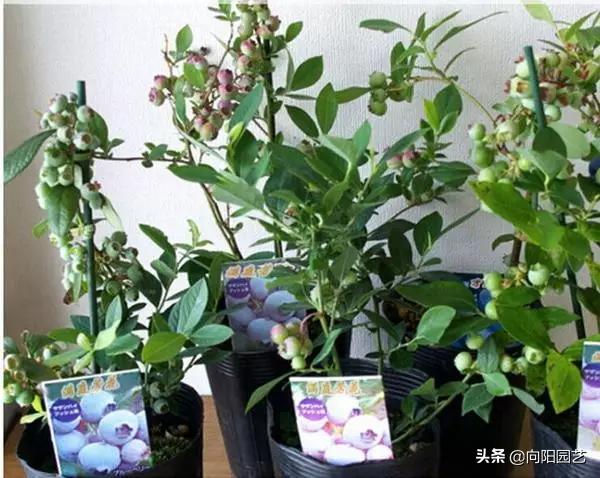 阳台种蓝莓如何爆果子,怎么在家盆栽种植蓝莓
