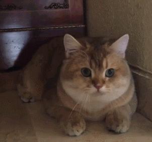 面对宠物的离去我们能做什么,怎么面对宠物离去的悲伤