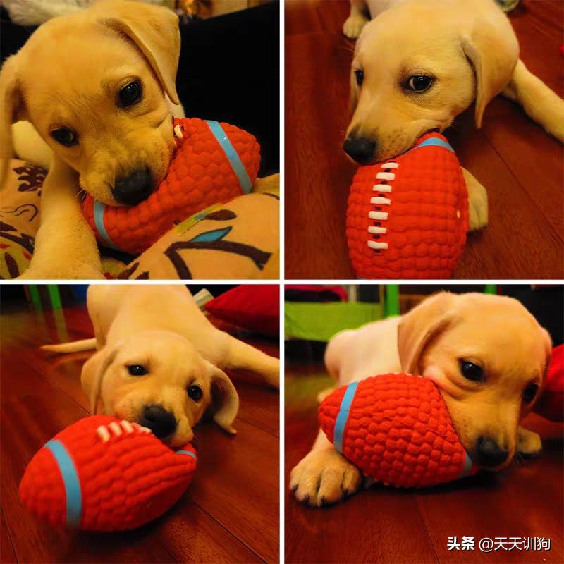 狗狗爱好的玩具大盘点,了解狗狗的玩具最适合哪一种