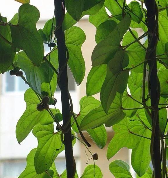 山药发出来的嫩芽能不能吃,山药长出的嫩芽能吃吗