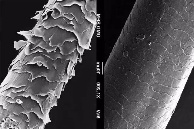 护发精油毛糙修复变柔顺,头发干枯毛躁怎么养发小妙招