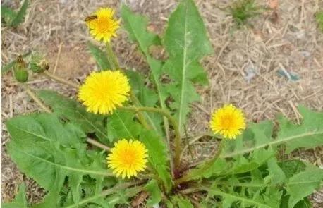 蒲公英的疗效,蒲公英治病有特效