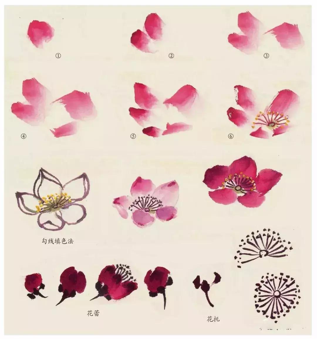 国画团扇花卉画法,国画中常见花卉的画法