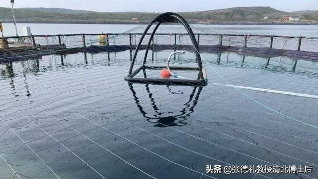 外媒曝光了挪威三文鱼养殖真相吗,挪威三文鱼养殖环境恶劣新闻