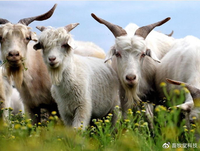 羊消瘦的原因及解决方法,羊养不起膘是怎么回事