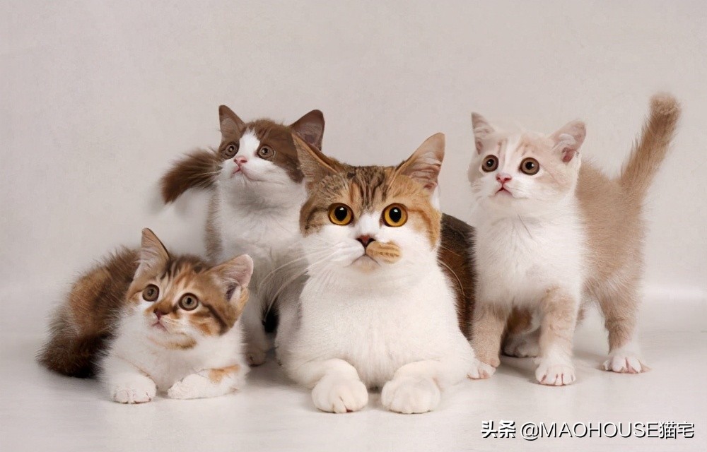 小猫出生了要做哪些措施,小猫出生后怎么办