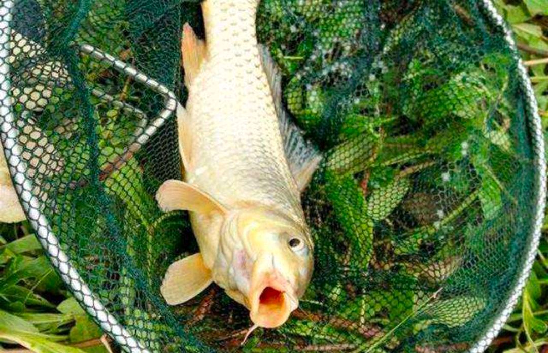 春季持续高温鱼不开口,天气太热鱼不开口有什么好的方法