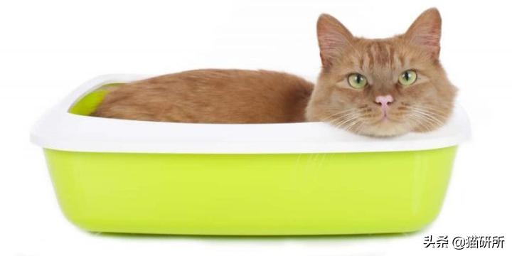 气温骤降猫咪拉软便,预防猫咪应激