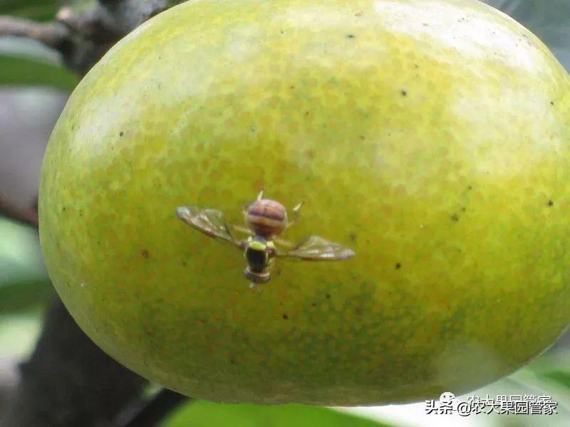 果实蝇危害山楂树吗,防治果实蝇最好方法