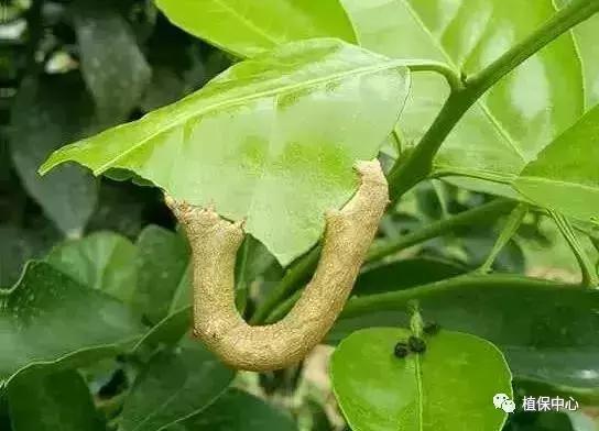 柑橘害虫最佳治疗方法,柑橘春季需要防治哪些害虫