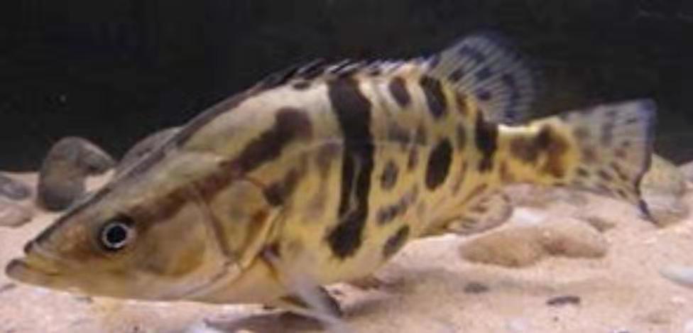 泰国虎鱼养殖价格,泰国虎鱼用多大缸养