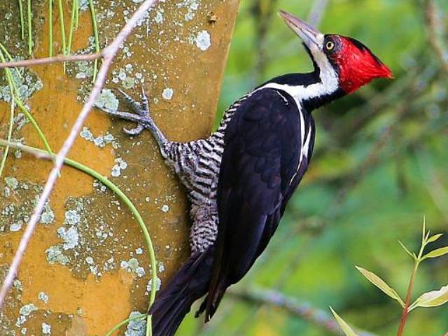亚马逊热带雨林多大面积,亚马逊雨林最多的植被
