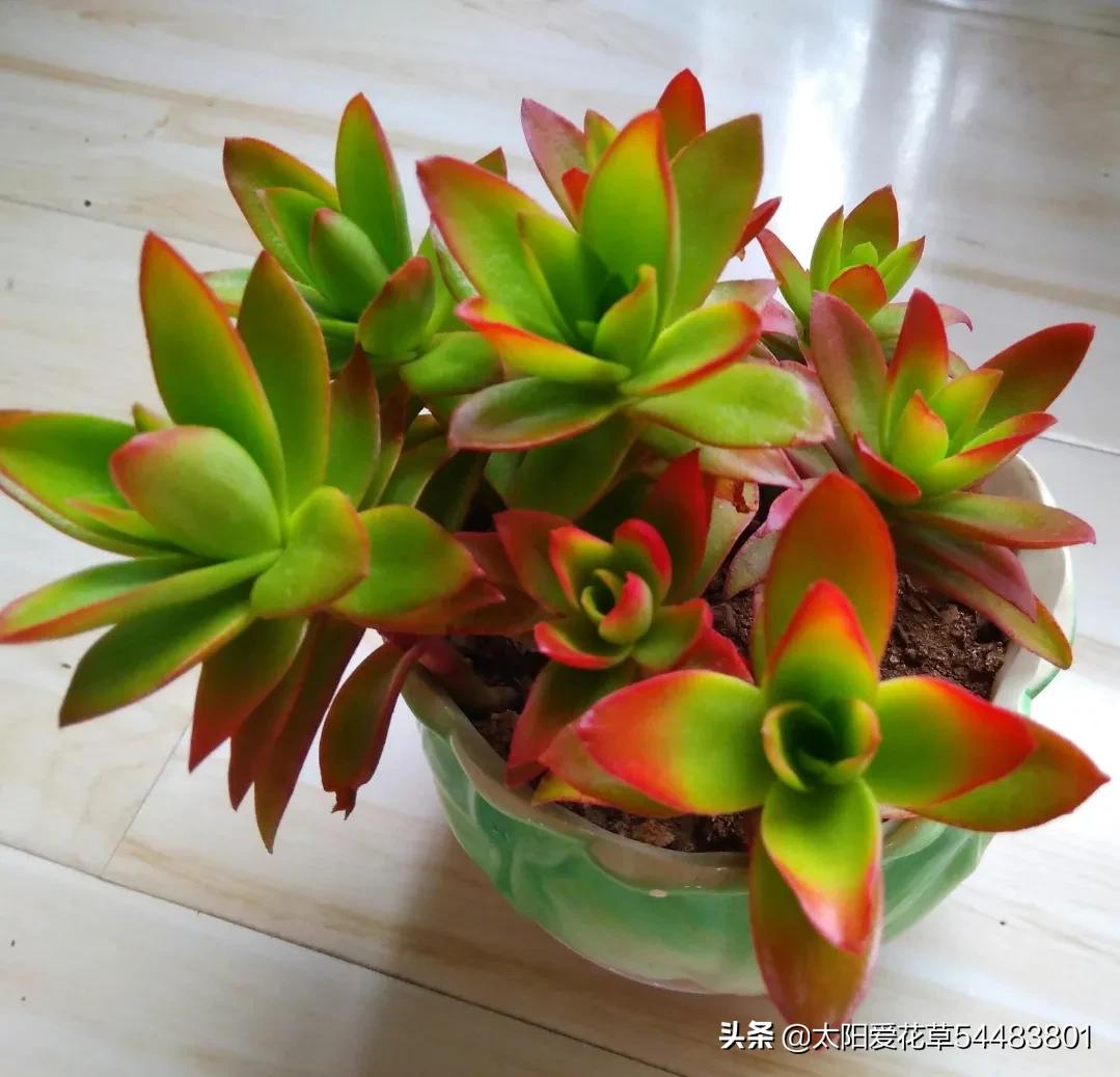 火祭徒长视频,火祭徒长