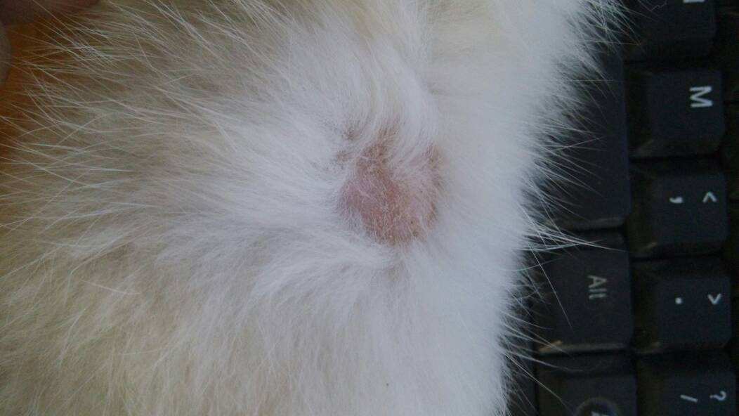 猫癣怎么才能治好,猫癣如何治疗才彻底治愈