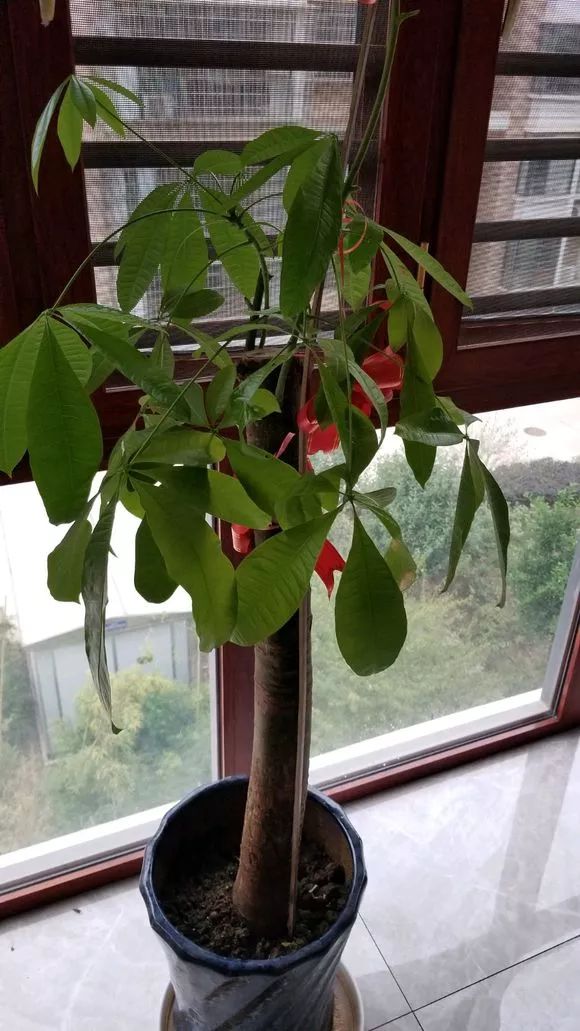 独杆发财树叶子下垂是什么原因,发财树叶子下垂是什么原因啊