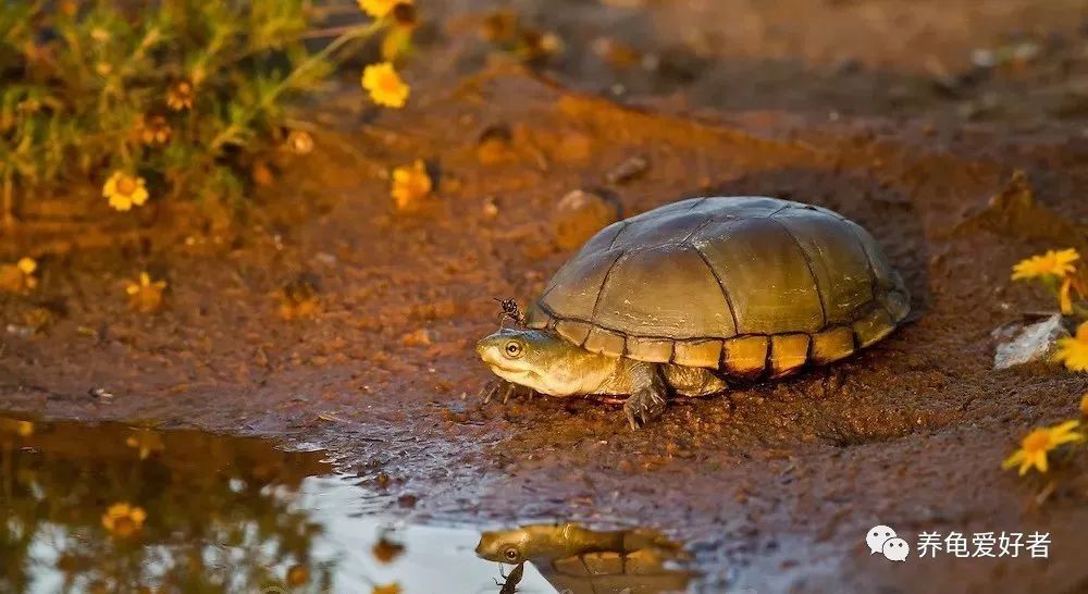 今年值得入手的蛋龟,蛋龟为什么受欢迎