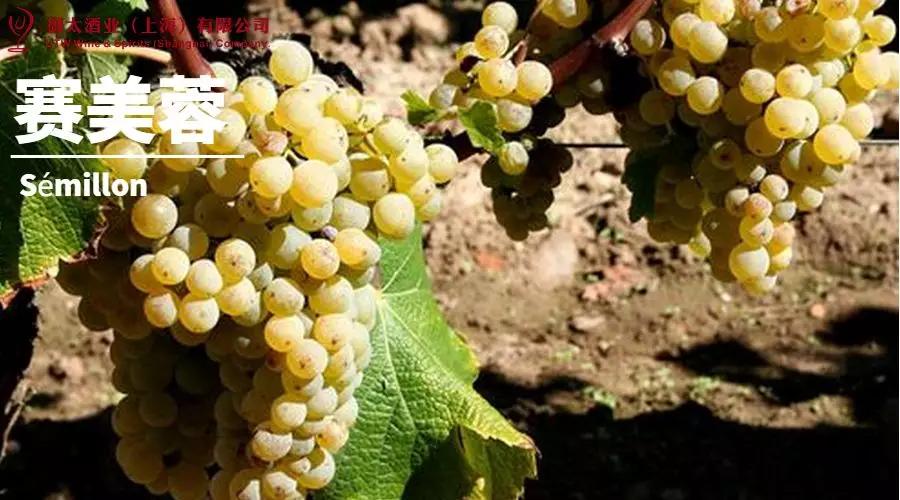 世界葡萄品种最甜十大排名榜,世界十大葡萄酒葡萄品种介绍