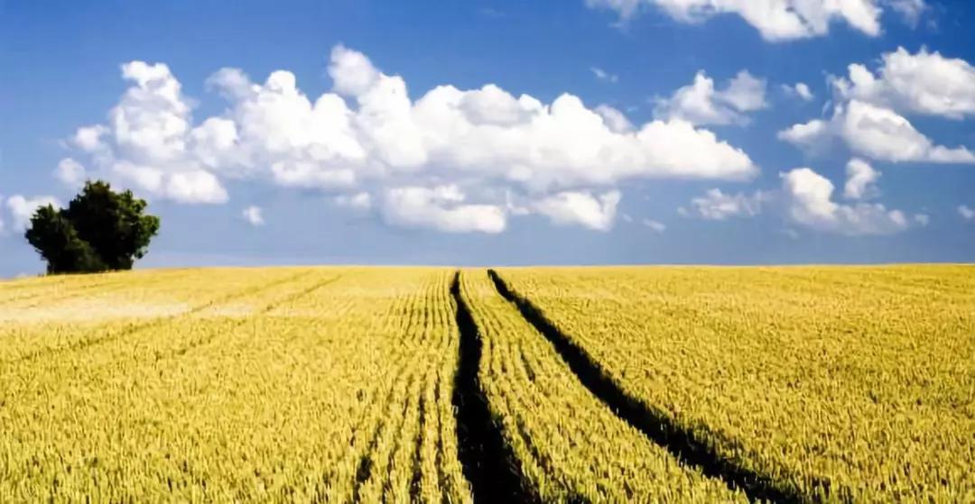 农业托管的新模式,农业托管的十种模式