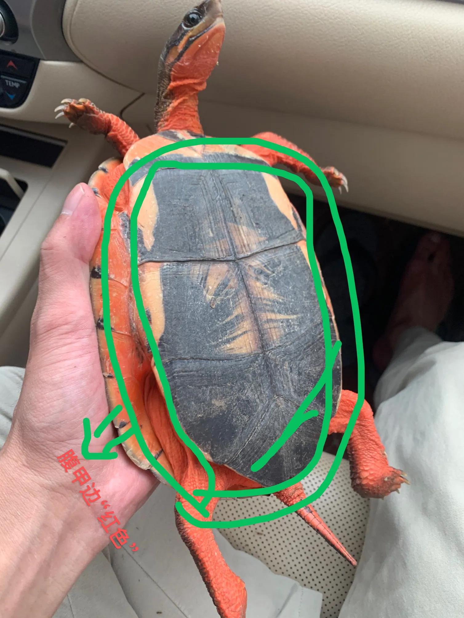 三线闭壳龟之金钱龟大全