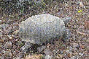 有壳的动物有哪些,有壳的动物有哪些呢