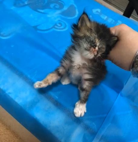 捡到一只流浪猫眼睛烂了怎么办,捡了一只生病的小奶猫