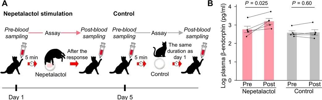 猫薄荷为什么能让猫上瘾,猫薄荷针对猫来说有多大的诱惑呢