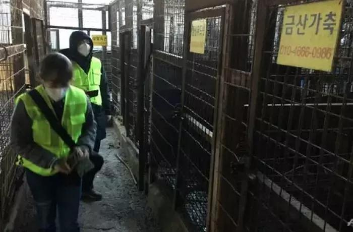 狗贩给狗狗灌水,狗贩给狗灌水