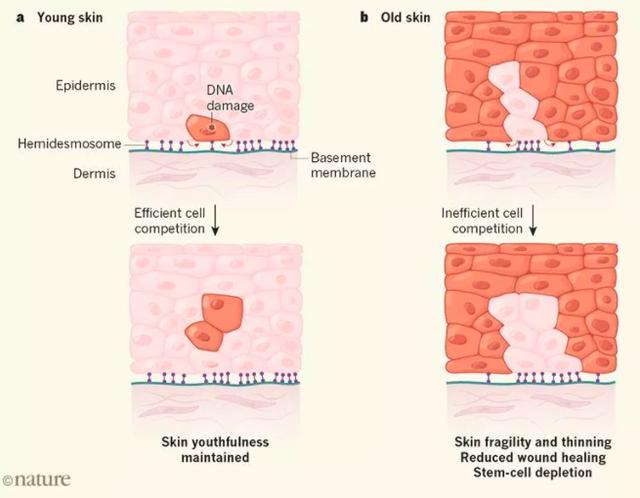 胶原蛋白真的有抗衰老效果吗,胶原蛋白真的能抗衰老吗