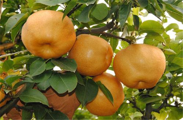 梨树病虫害防治有哪些方法,梨树的病虫防治方法有哪些