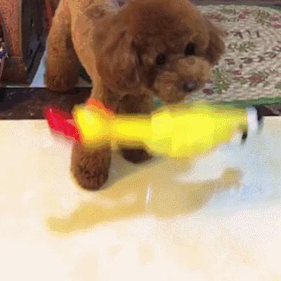 狗狗贪玩贪吃停不下来？专业训犬师教你如何让狗狗“适可而止”