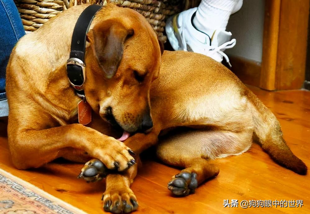 狗狗高烧40度怎么降温,夏天到了这7种狗狗最怕热了