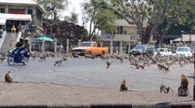 少了中国游客的地球，整个生态圈都乱了！