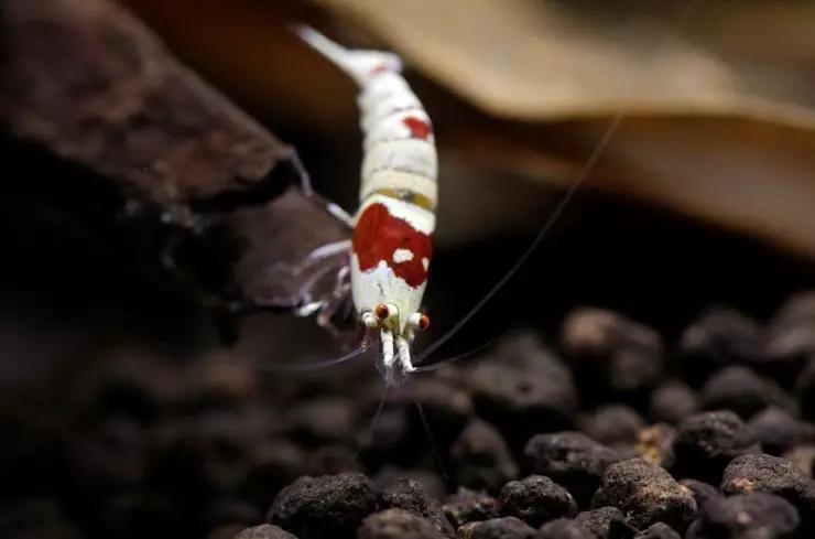 养草缸需要爆藻嘛,养草缸容易爆缸