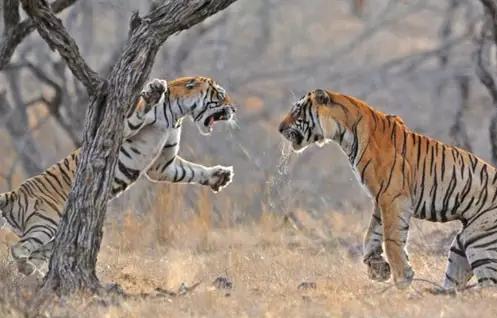 凶猛动物对决视频,凶猛野兽打斗场面