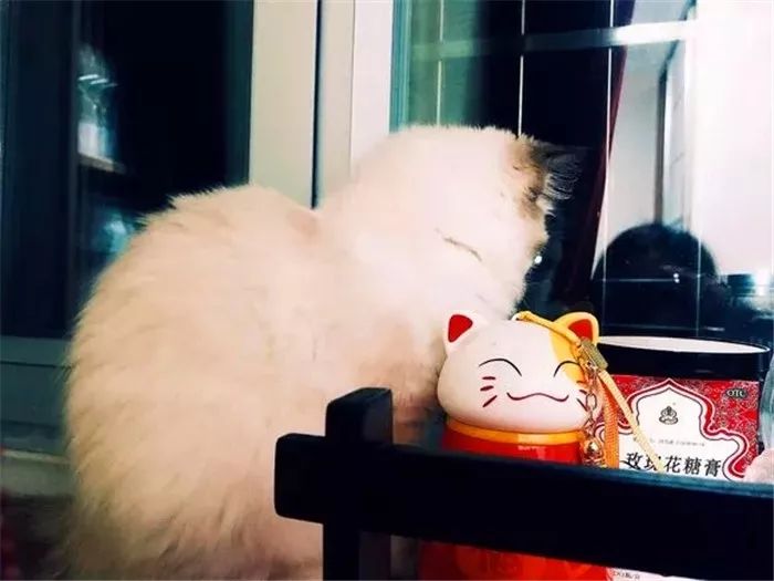 猫咪每天晚上不睡觉的原因,猫咪晚上突然不正常