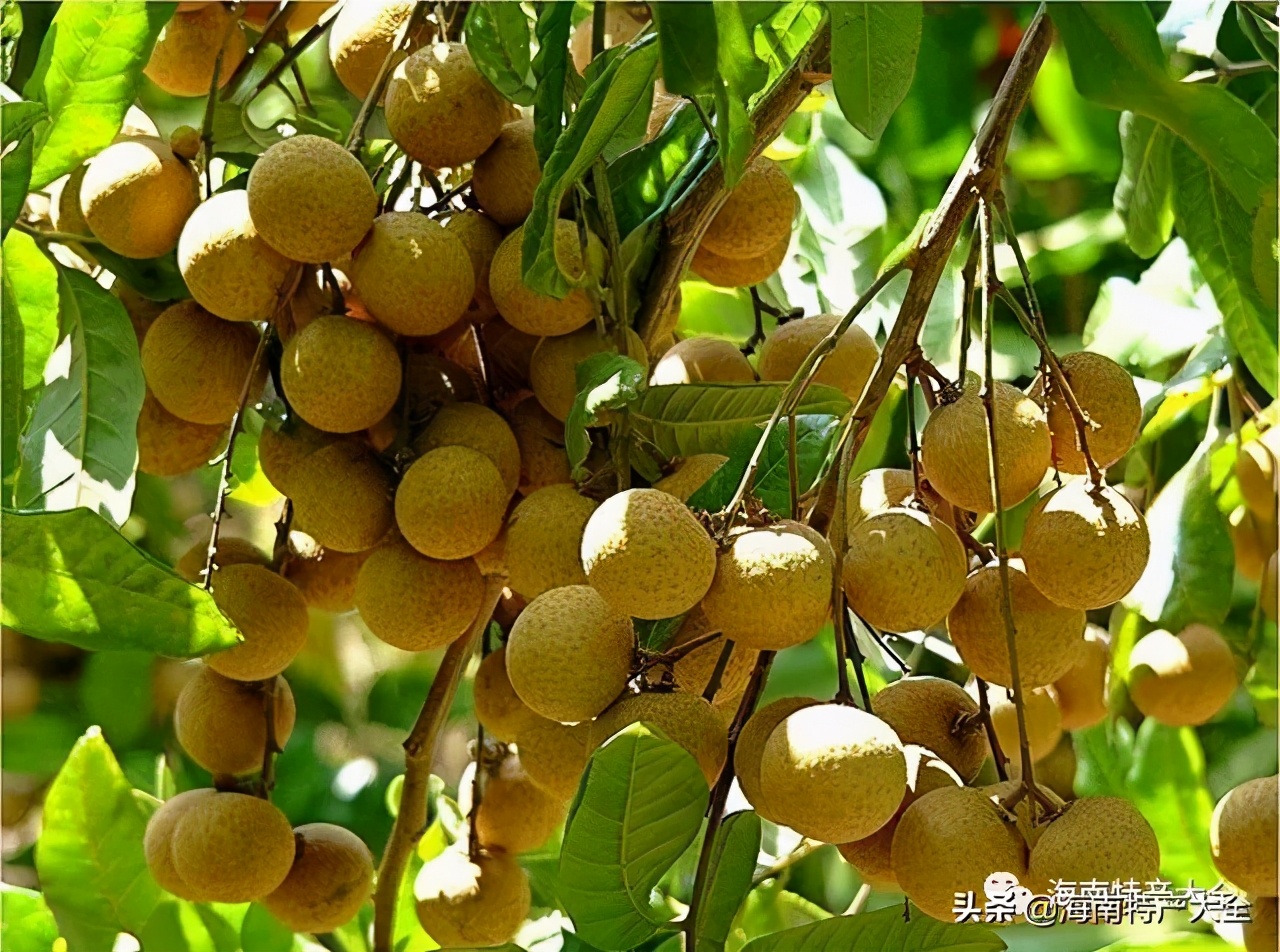 海南热带水果种植基地,海南哈密瓜是热带水果