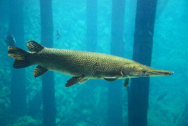 世界上100种最可怕的入侵物种,盘点几个最可怕的外来物种