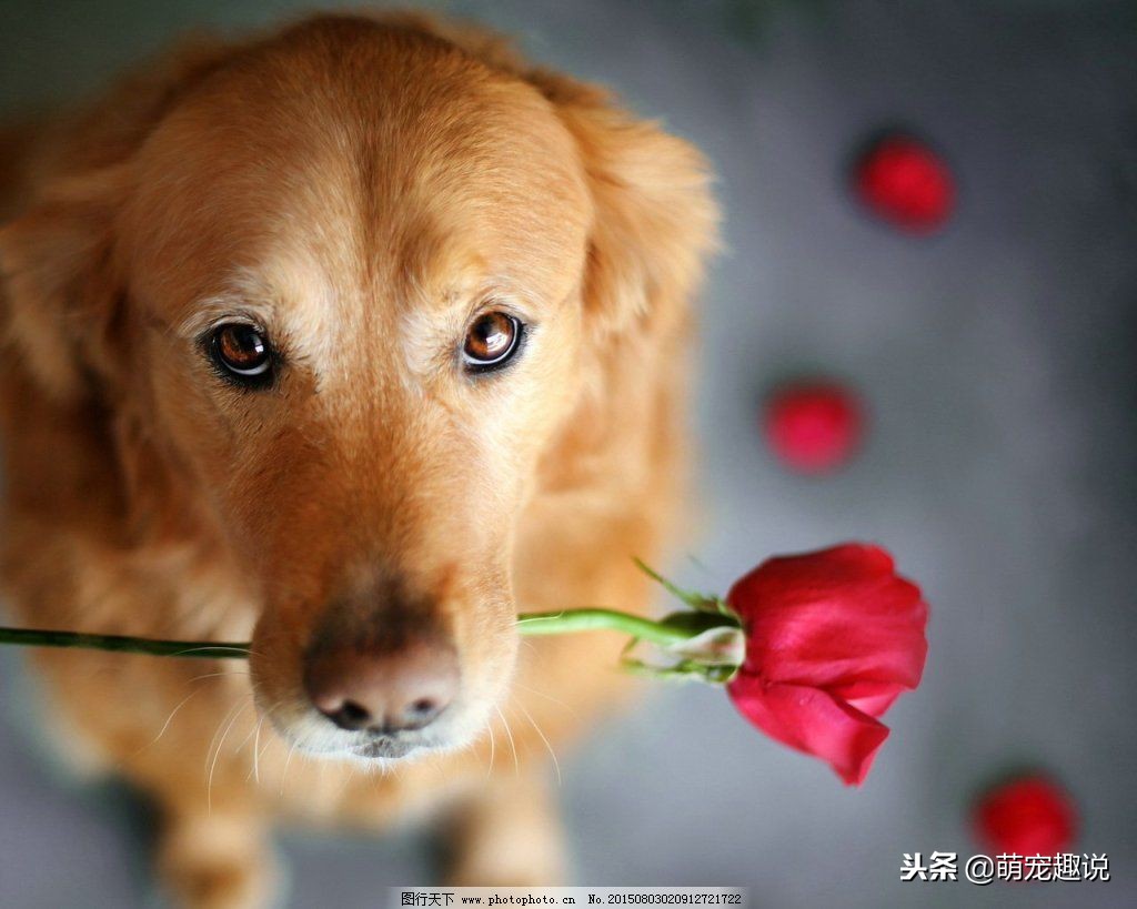 在家怎么给狗狗洗澡狗狗不愿意洗,狗狗不能经常洗澡怎么办