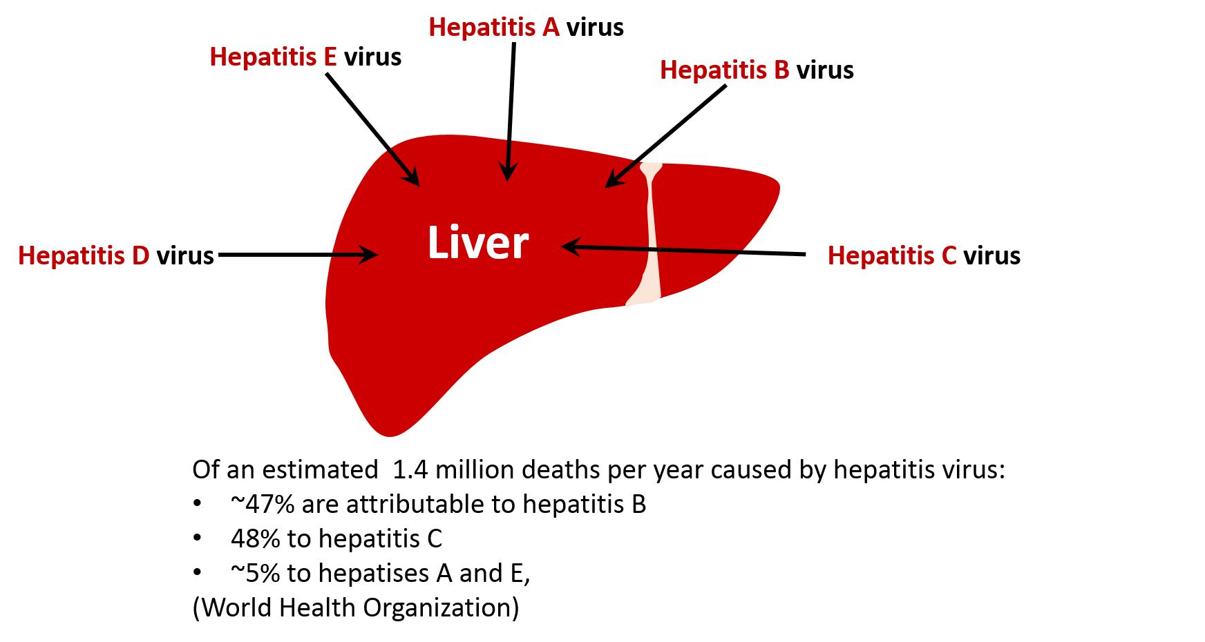 孕妇肝炎会影响胎儿发育吗,妊娠期易诱发肝炎