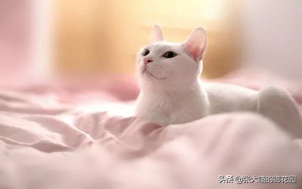 多猫家庭猫咪挑食该如何解决,猫咪挑食瘦怎么养胖