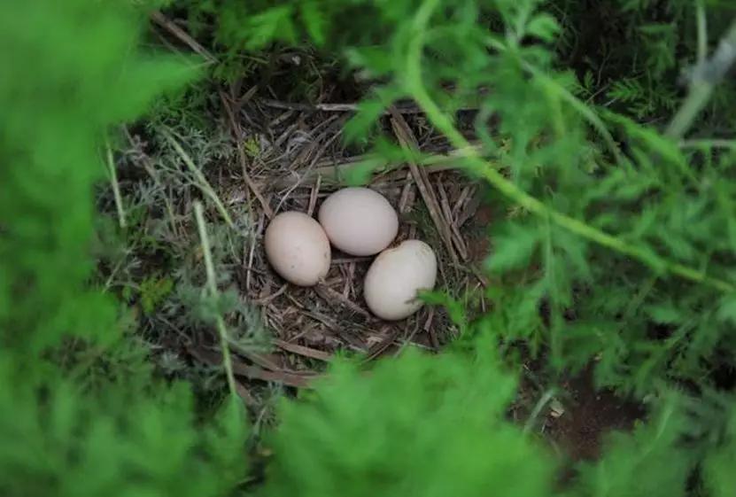 教你让鸡在指定的地方下蛋,怎么让鸡在你指定的地方下蛋