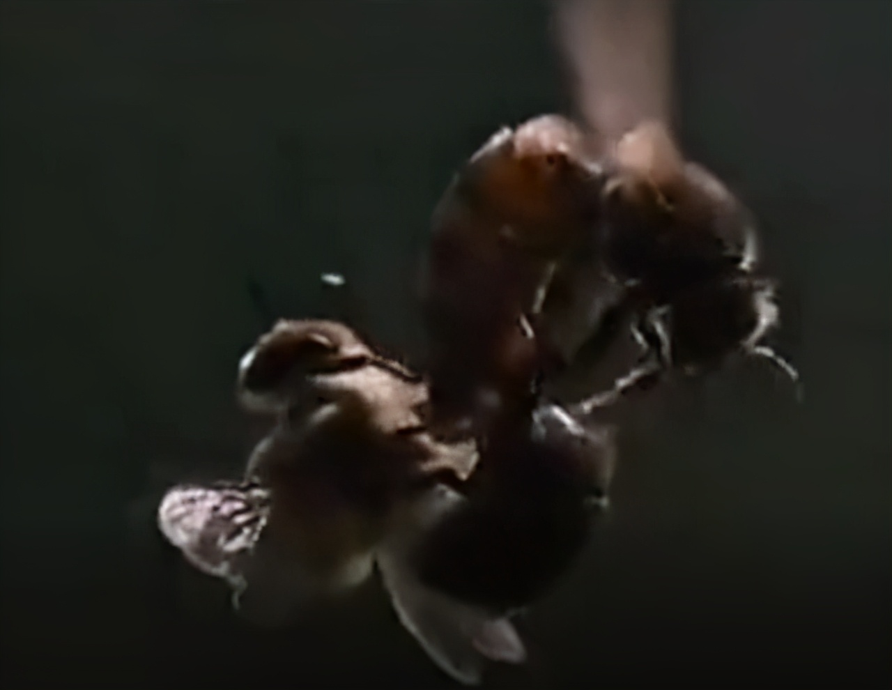 处女蜂王与5只以上的雄蜂交尾，存的精子一生用不完！完美进化