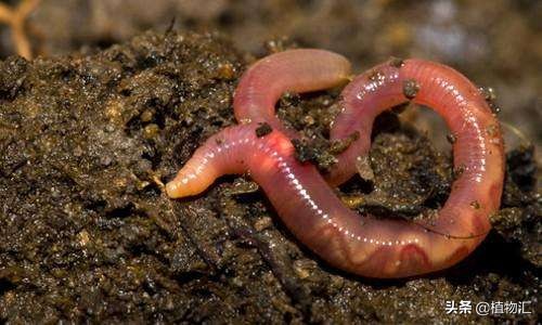 教你识别十大虫害,专治各种害虫图谱大全