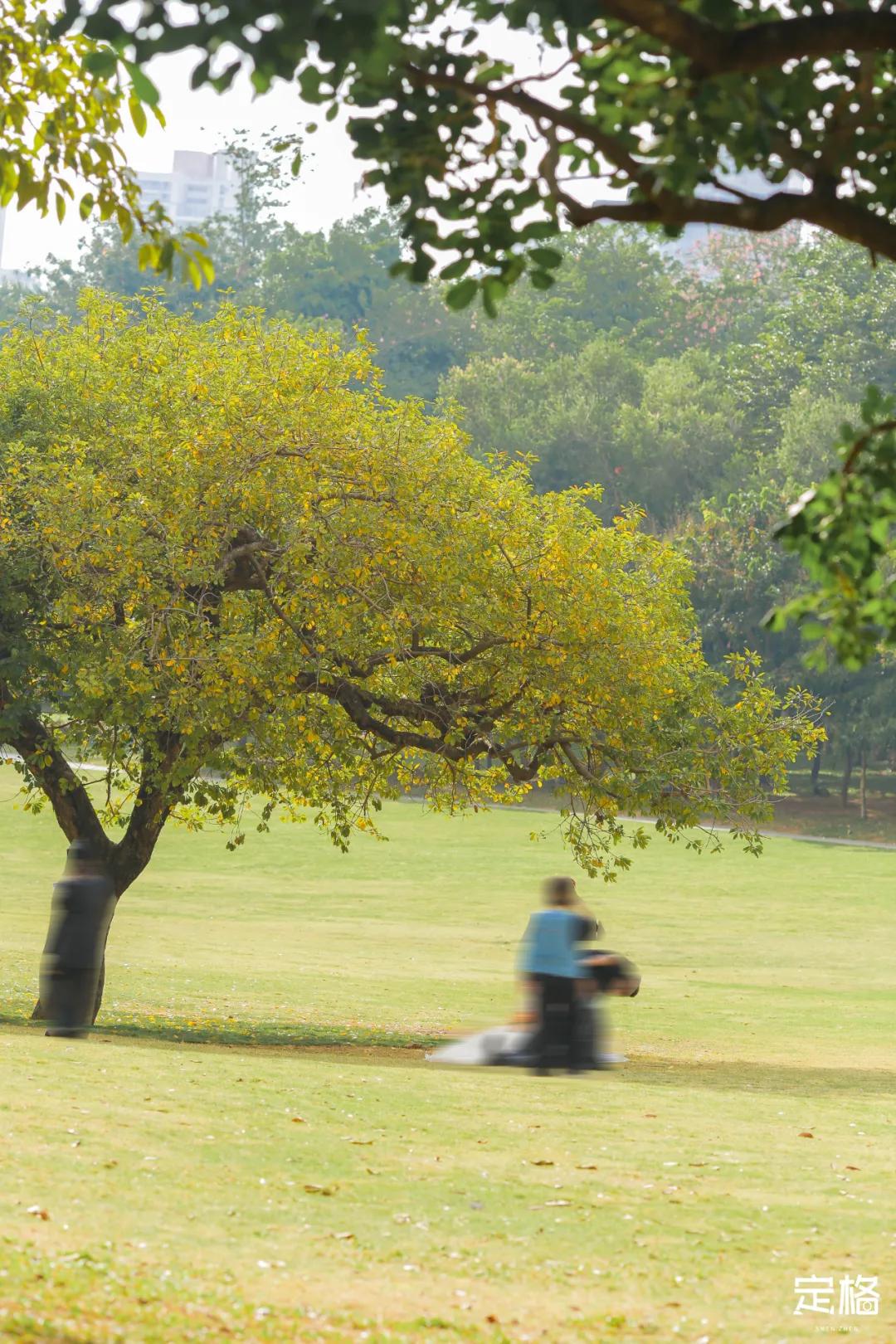 莲花山公园网红打卡地,即墨莲花山公园网红打卡地