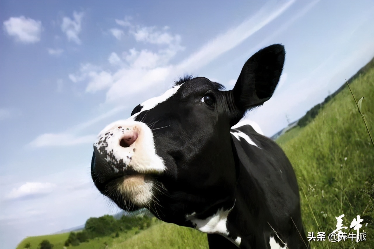 奶牛生殖激素,奶牛生殖周期