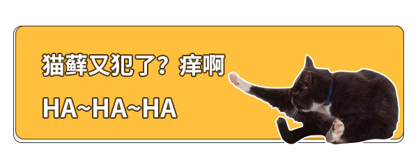 如何治疗猫癣,该如何治疗猫癣