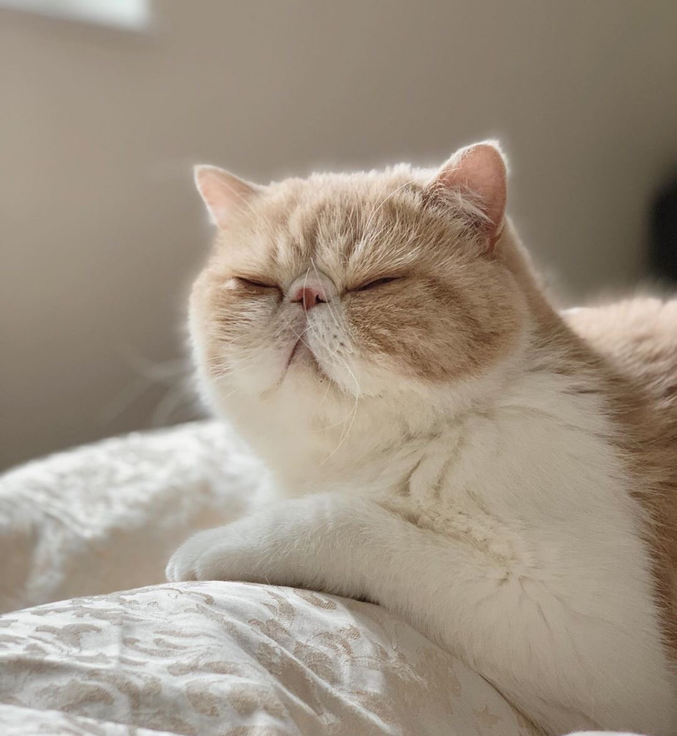 加菲猫和布偶猫更好看,三花加菲猫有多可爱